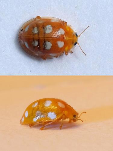 Halyzia sedecimguttata